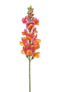 Antirrhinum Spray Pink/Orange 78cm