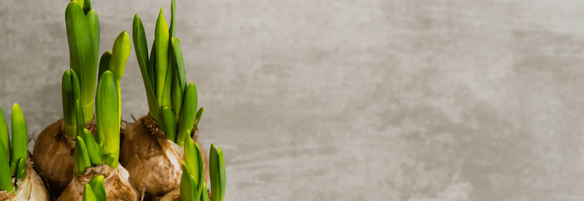 All the Bulbs You Need for Your Lasagne Planting