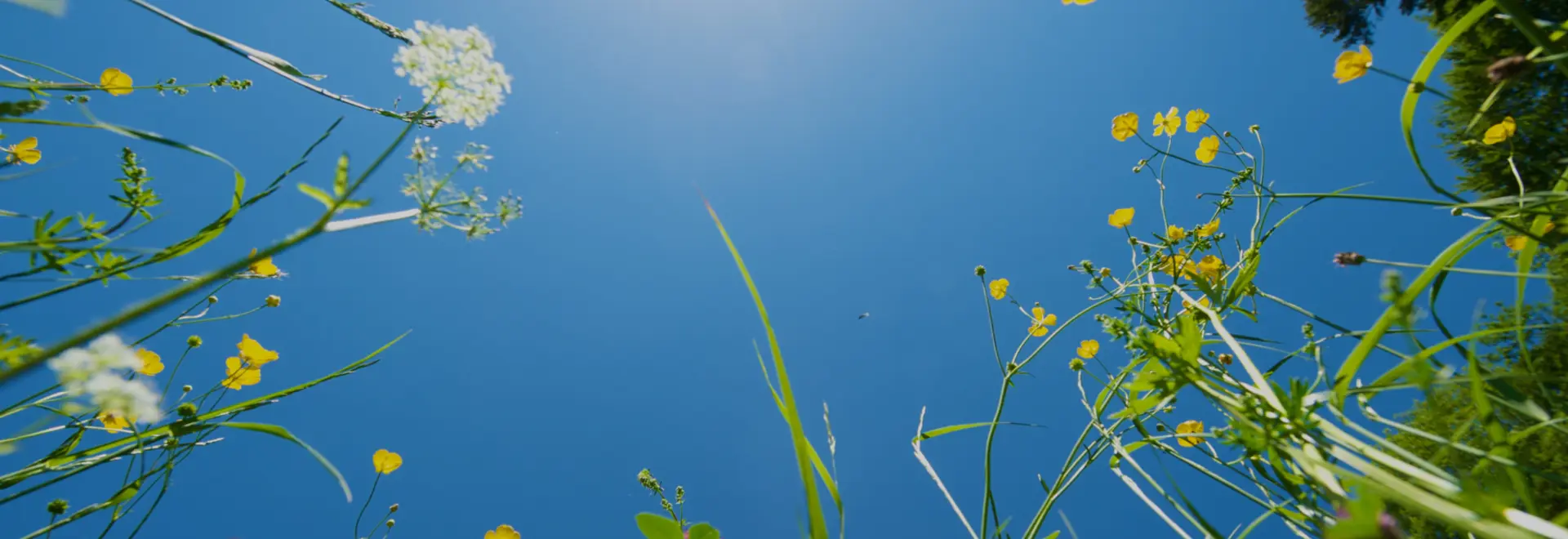 Must-Have Bulbs For Your Summer Garden🌼