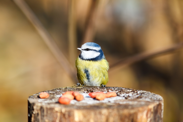 9 ways to make your garden wildlife-friendly this winter