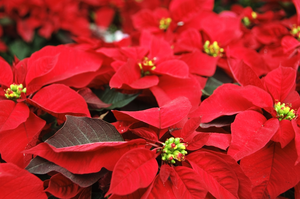 All about the poinsettia - Hanleys of Cork