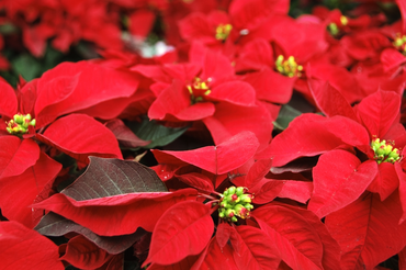 All about the poinsettia