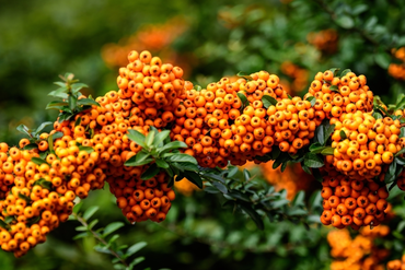 Berry bushes in Autumn