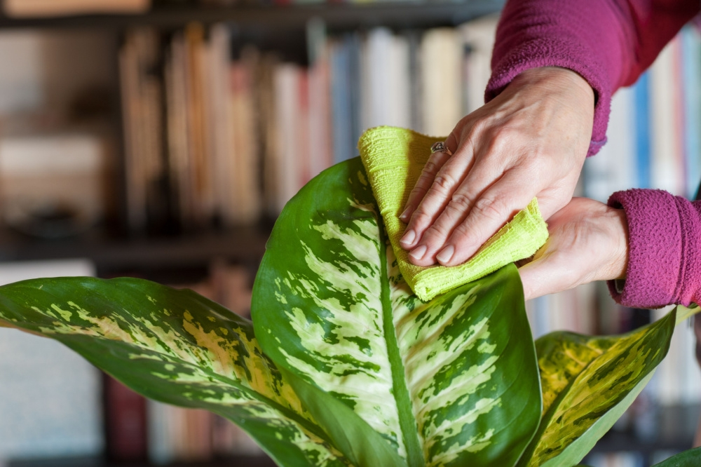 how-to-clean-your-houseplants-hanleys-of-cork