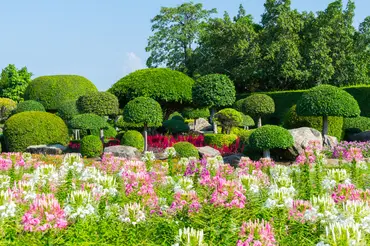 How to create and care for a topiary