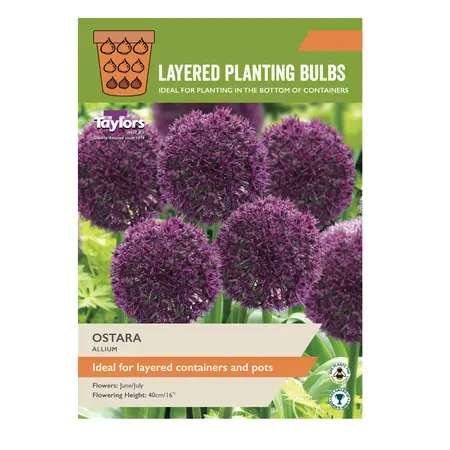 Allium Ostara 10-12