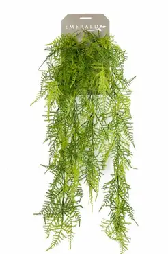 Asparagus Plumosus Hanging Bush 80cm