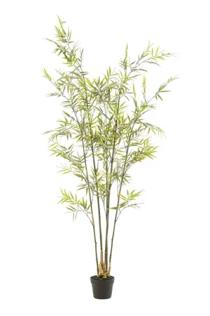 Bamboo  175cm