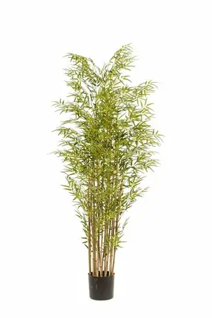 Bamboo Japanese Multi X21180cm/2640lvs