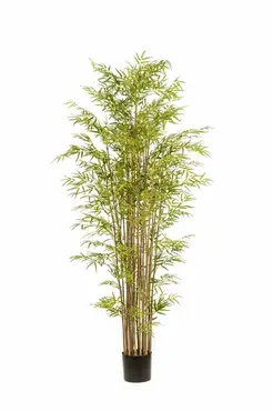 Bamboo Japanese Multi X21210cm/3360lvs