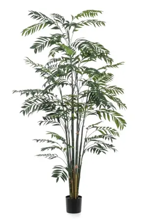 Bamboo Palm 245cm - image 2