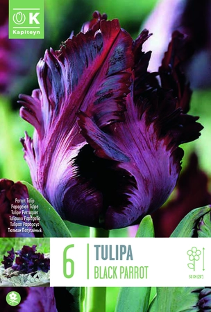 Black Parrot Tulip Bulbs