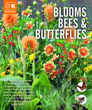 Blooms, Bees & Butterflies Salmon & Orange