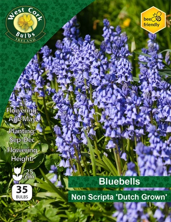 Bluebells Non Scripta10 Bulbs