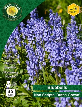 Bluebells Non Scripta10 Bulbs