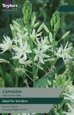 Camassia Leichtlinii Alba 12-14