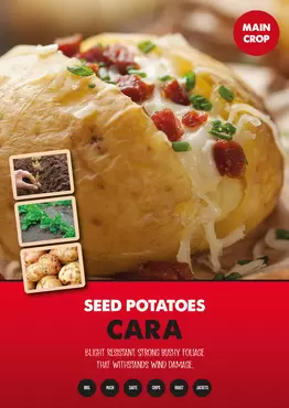 Cara Seed Potato