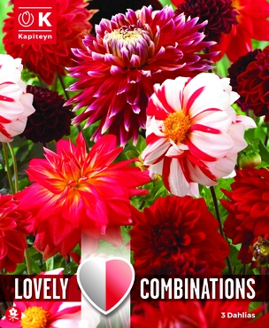 Combi Dahlia Red & White