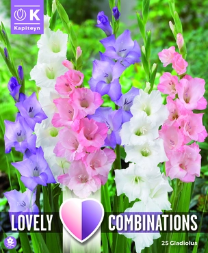 Combi Gladiolus White, Blue & Pink