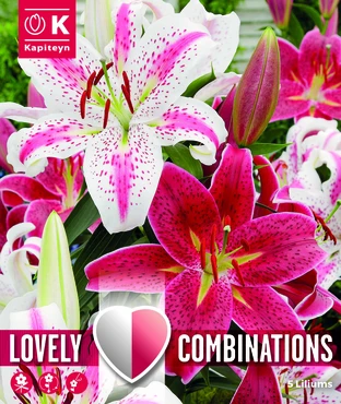 Combi Lilium Oriental Red And White