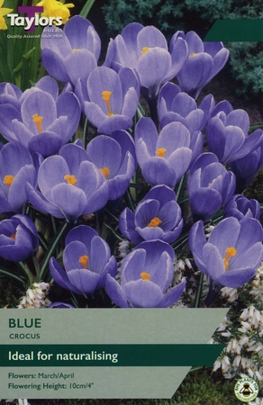 Crocus Blue 7-8