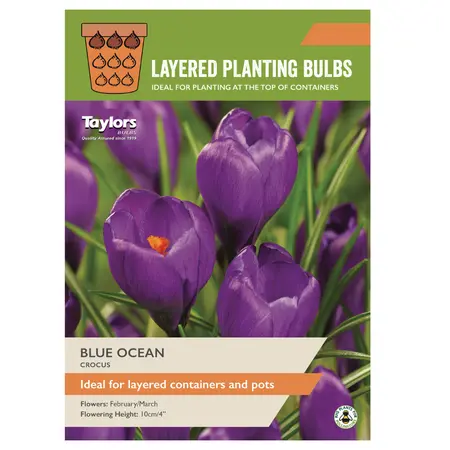 Crocus Blue Ocean 5-7