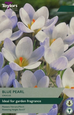 Crocus Blue Pearl 5-7