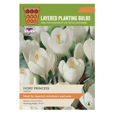 Crocus Ivory Princess 5-7