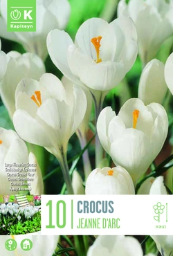 Crocus Jeanne D'arc