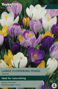 Crocus Large Flowering Mixed XL