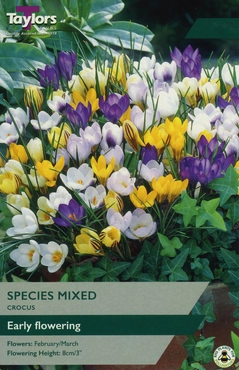 Crocus Mixed Species XL