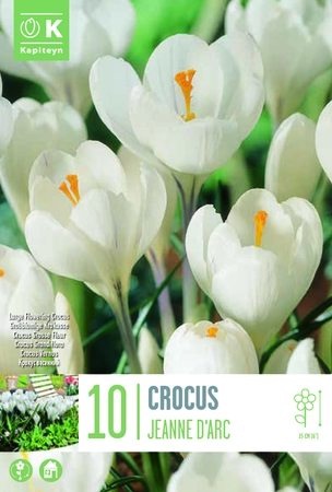 Crocus Ruby Giant