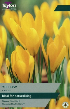 Crocus Yellow 7-8