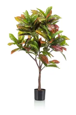 Croton Tree 120cm/130lvs