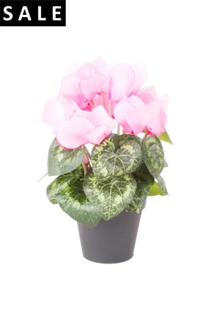 Cyclamen Bush 25cm Pink In Plastic Pot 10cm