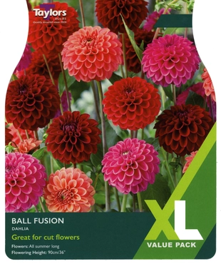 Dahlia Ball Fusion XL - image 1