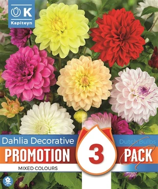 Dahlia Dec. Red & Yellow Bicolor X 3 I