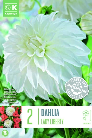 Dahlia Lady Liberty