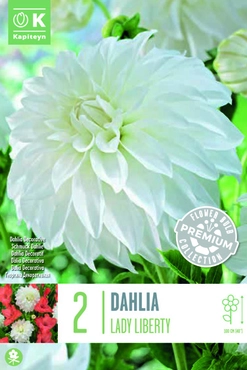 Dahlia Lady Liberty