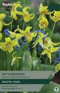 Erythronium Pagoda