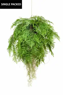 Fern with Roots Hanging Deko D80cm