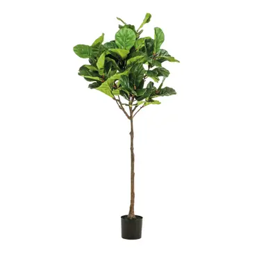 Ficus Lyrata Umbrella 195cm
