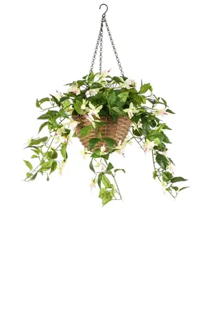 Fuchsia In Hanging Basket Cream/Pink 45cm