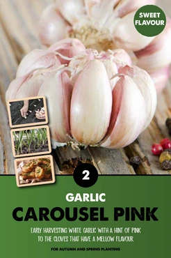 Garlic Carousel Pink