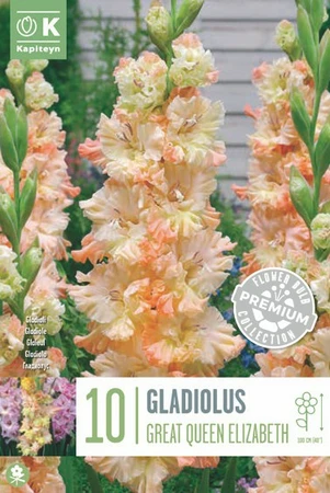 Gladiola Great Queen Elizabeth X 10 12/14