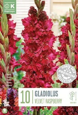 Gladiola Velvet Raspberry X 10 12/14