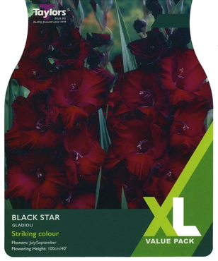 Gladioli Black Star 10-12 XL