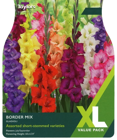 Gladioli Border Mixed 10-12 XL