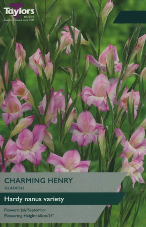 Gladioli Charming Henry 8+