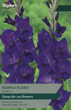 Gladioli Purple Flora 10-12